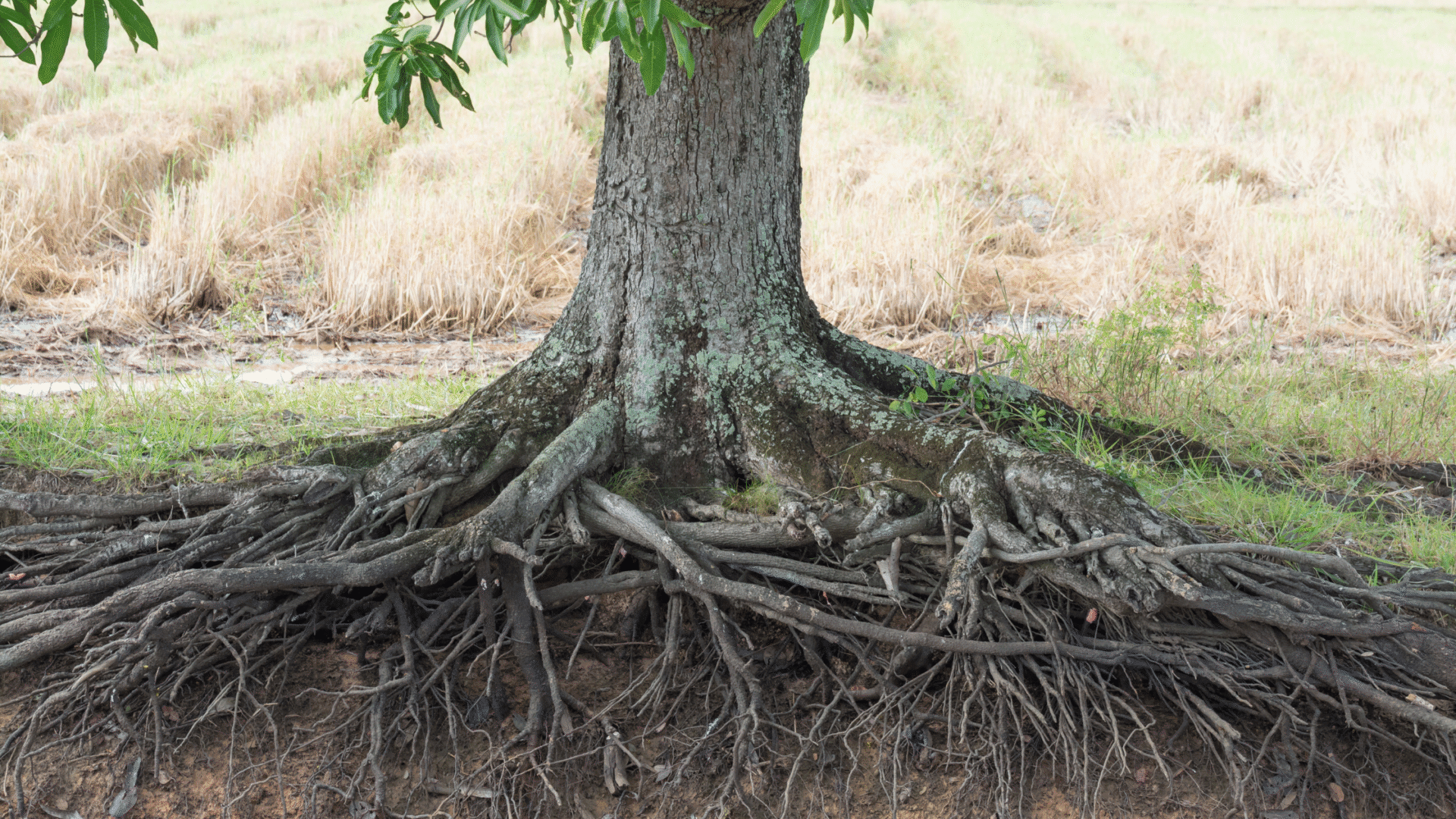 5 Signs That Tree Roots Are Damaging Your Sewer Line