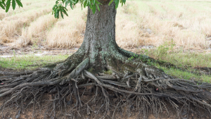 Tree Roots in Your Sewer Line? Why Hydro Jetting Is the Best Solution